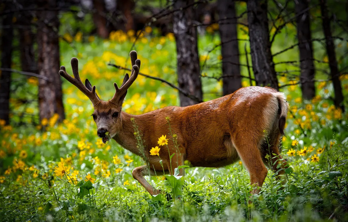 Фото обои лес, лето, трава, деревья, цветы, олень, США, Yellowstone