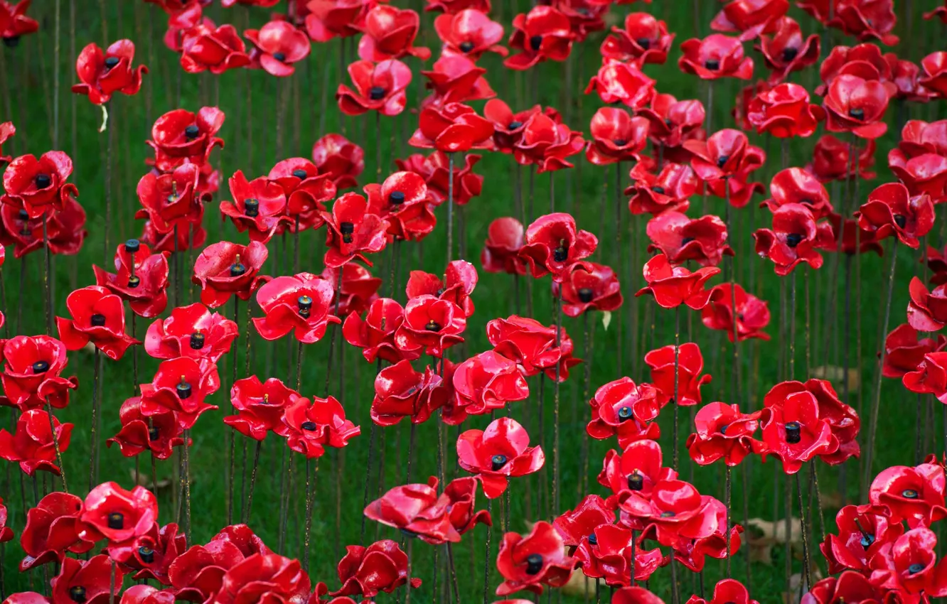 Фото обои цветы, память, Англия, Лондон, Тауэр, керамические маки, Первая Мировая Война