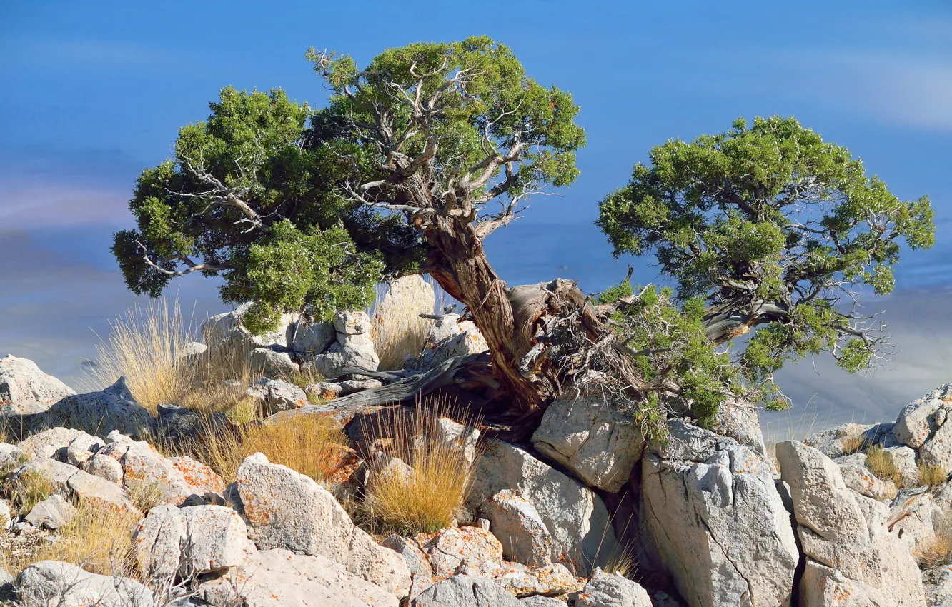 Фото обои камни, дерево, можжевельник, juniperus osteosperma