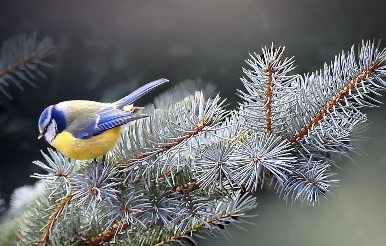 Фото обои зима, природа, птица, ель, ветка, хвоя, синица