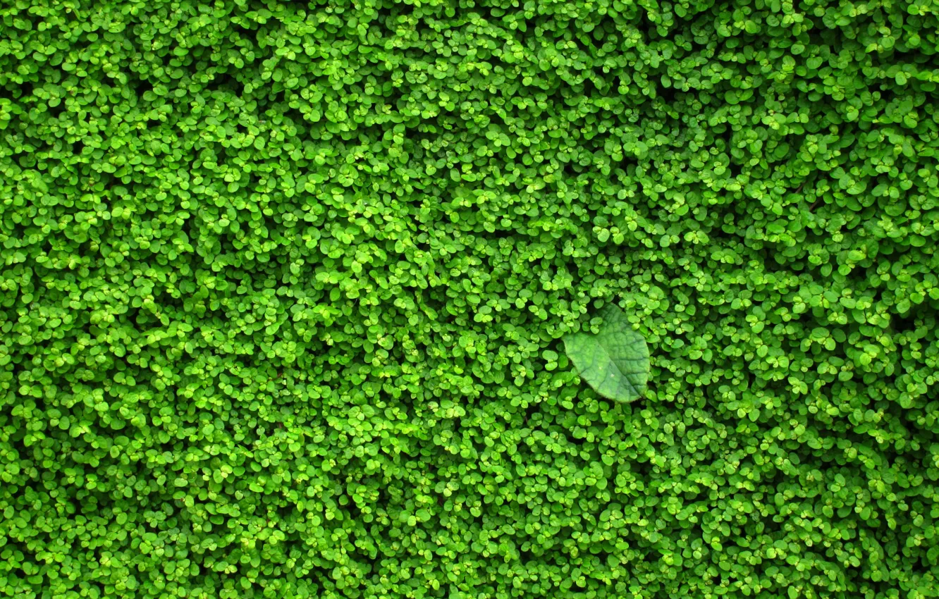 Фото обои зелень, стена, растение, листочки