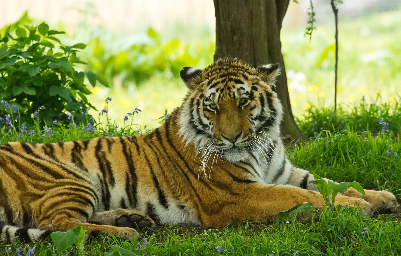 Фото обои трава, усы, морда, тигр, отдых, тень, хищник, поолосатая кошка