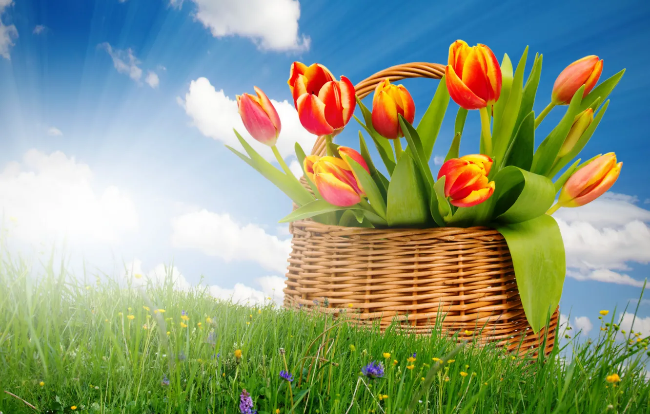 Фото обои солнце, корзина, букет, весна, тюльпаны, sunshine, sky, field