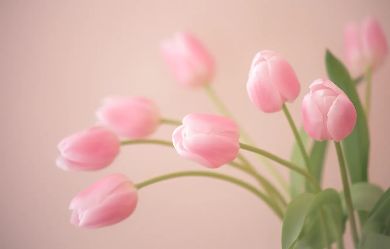 Фото обои нежность, тюльпаны, бутоны