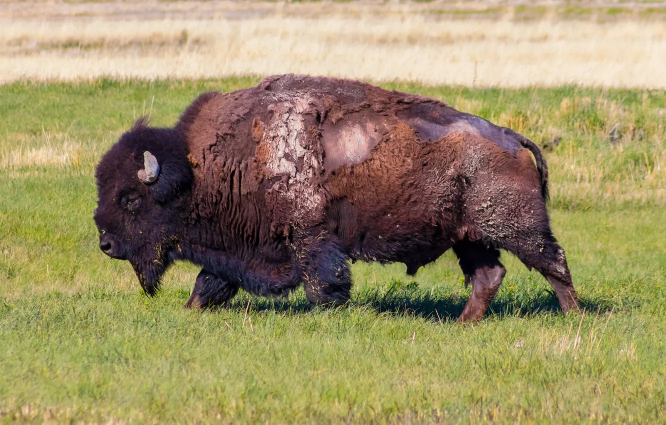 Фото обои grass, field, animal, buffalo, bison, Antelope Island