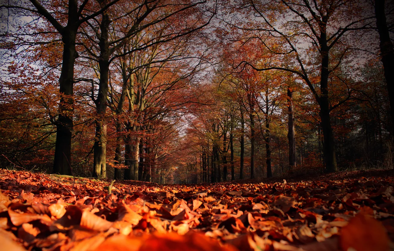Фото обои осень, листья, деревья, листопад, Autumn