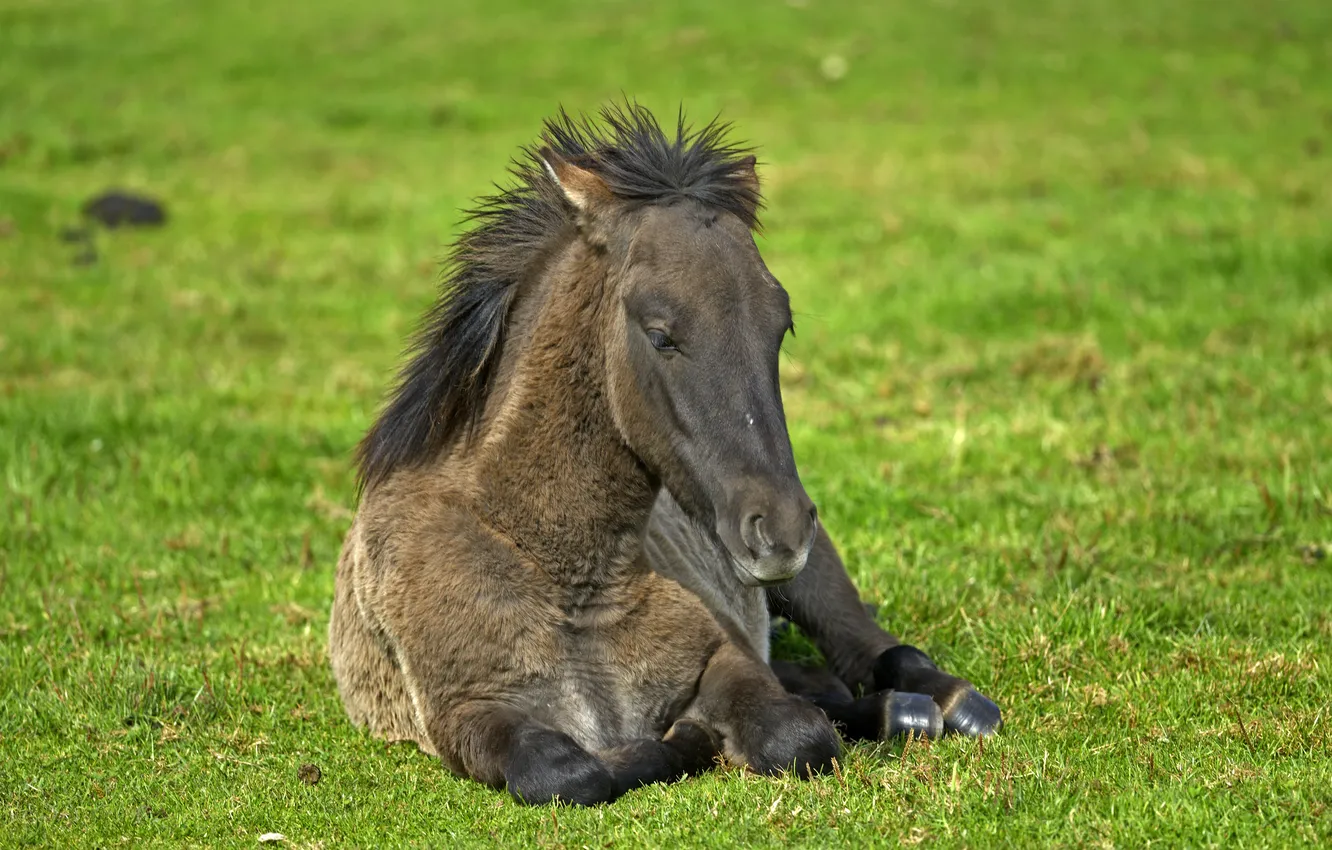 Фото обои трава, конь, отдых, лошадь
