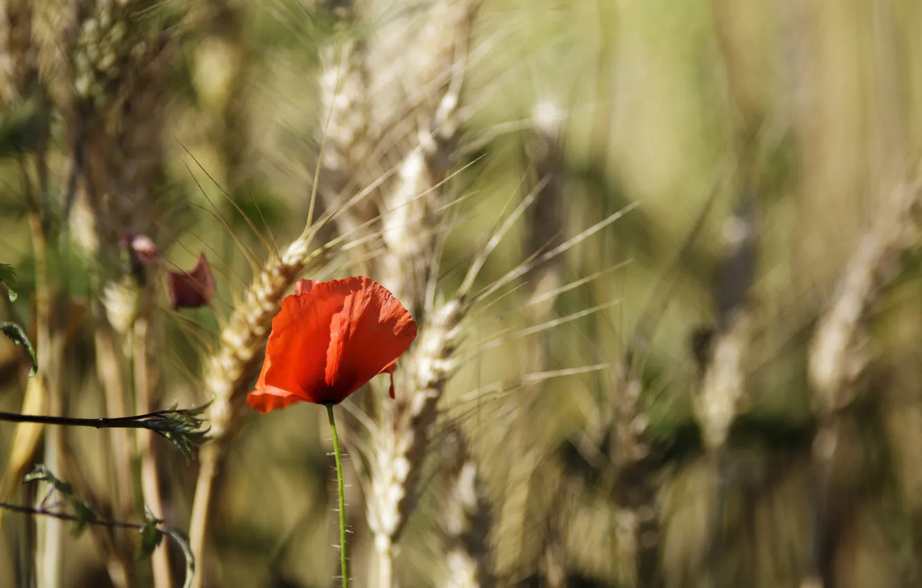 Фото обои цветок, красный, мак, лепестки, колоски