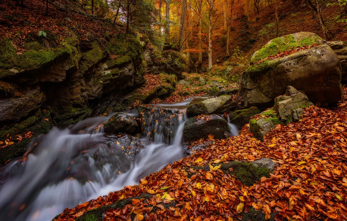 Фото обои осень, лес, листья, ручей, камни, листва, речка, Болгария