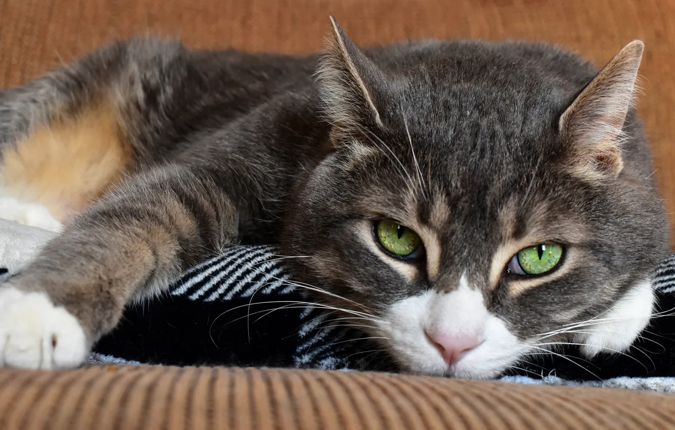 Фото обои кошка, кот, взгляд, морда, диван, портрет, лежит, зеленые глаза