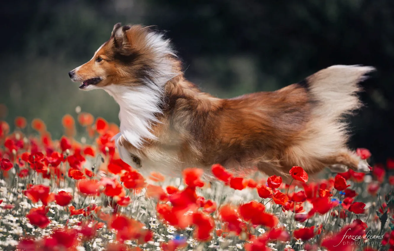 Фото обои лето, цветы, природа, животное, маки, собака, бег, пёс