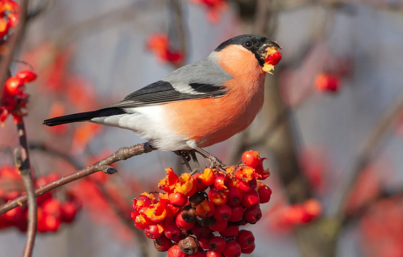 Фото обои осень, ягоды, фон, птица, плоды, красные, птичка, снегирь