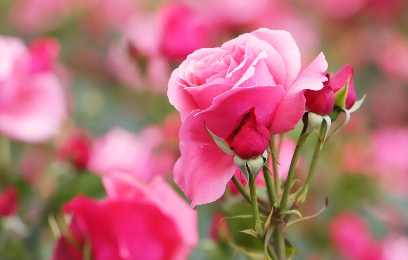 Фото обои капли, розовая, роза, розы, сад, бутоны, боке