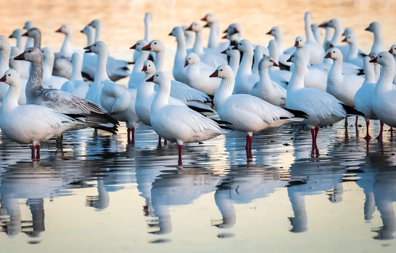 Фото обои New Mexico, Snow Geese, Anser caerulescens, Bosque del Apache