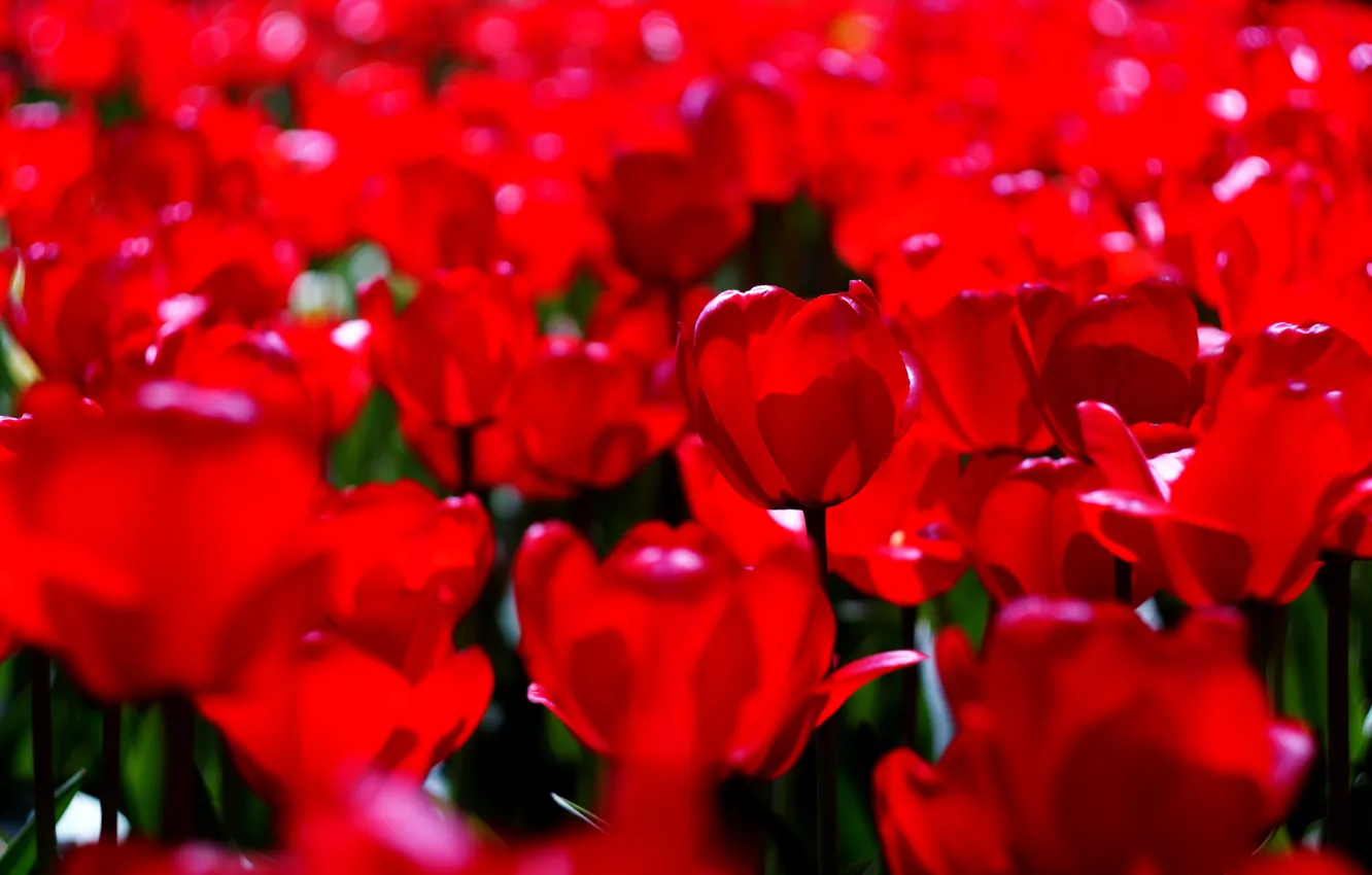 Фото обои свет, цветы, яркие, весна, тюльпаны, красные, бутоны, клумба