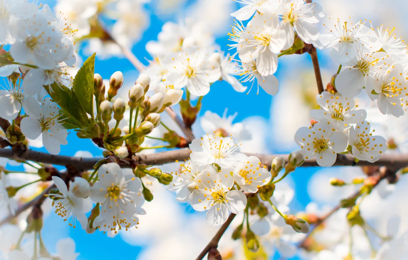 Фото обои небо, цветы, дерево, голубое, весна, бутоны