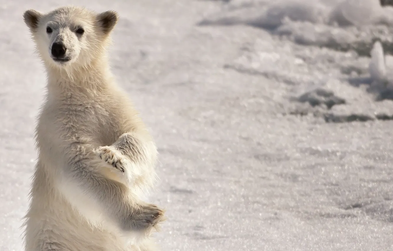 Фото обои white, snow, north, arctic, Bear, pole, polar