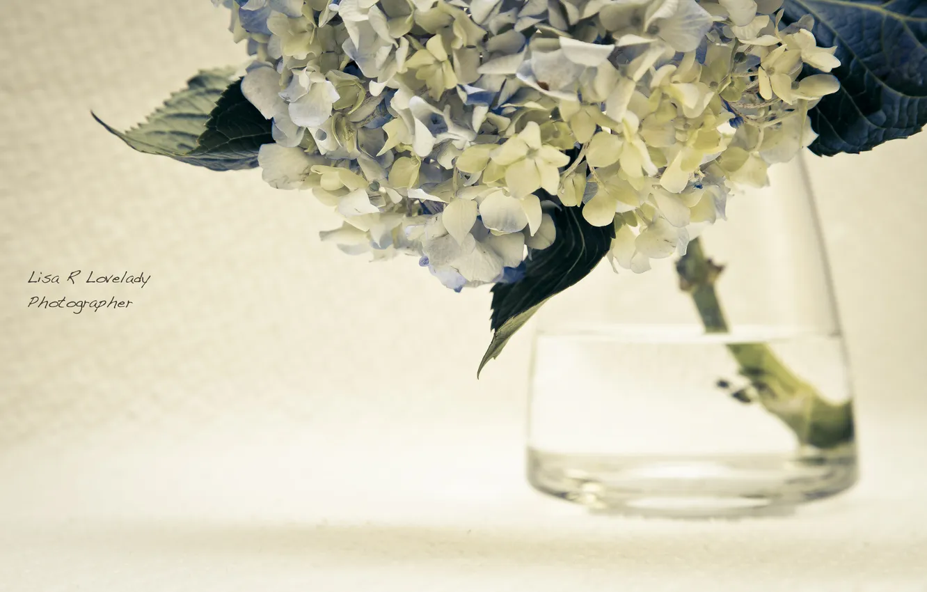Фото обои макро, Цветы, ваза