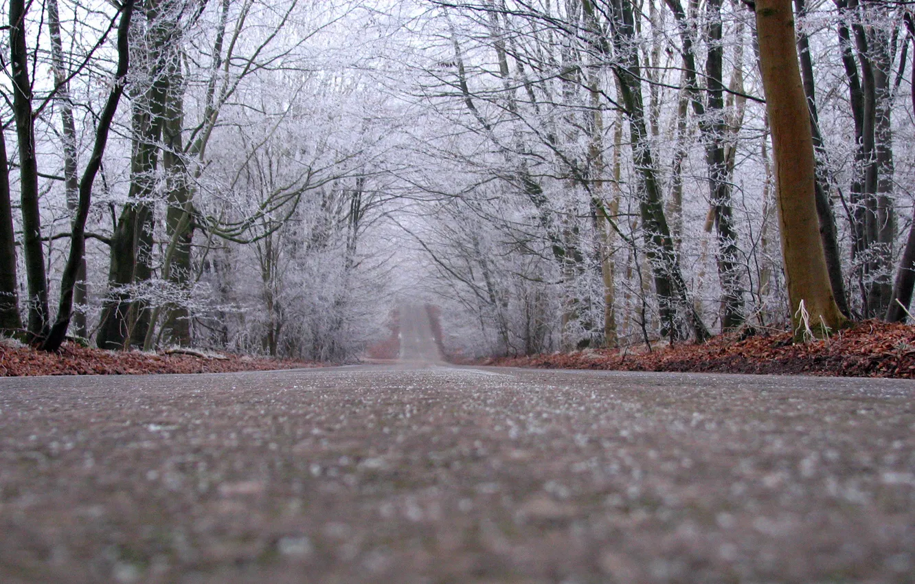 Фото обои дорога, деревья, пасмурно, вдаль, опавшие листья, снежок, поздняя осень, угор