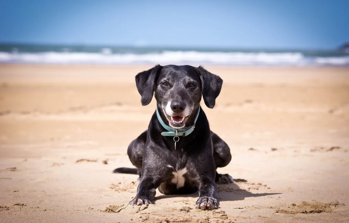 Фото обои пляж, фон, собака