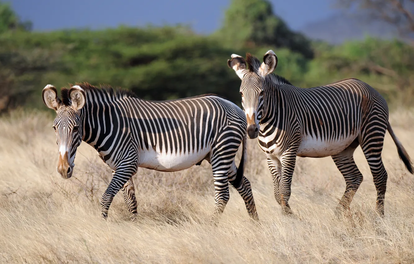 Фото обои white, black, zebra, Equus Grevyi