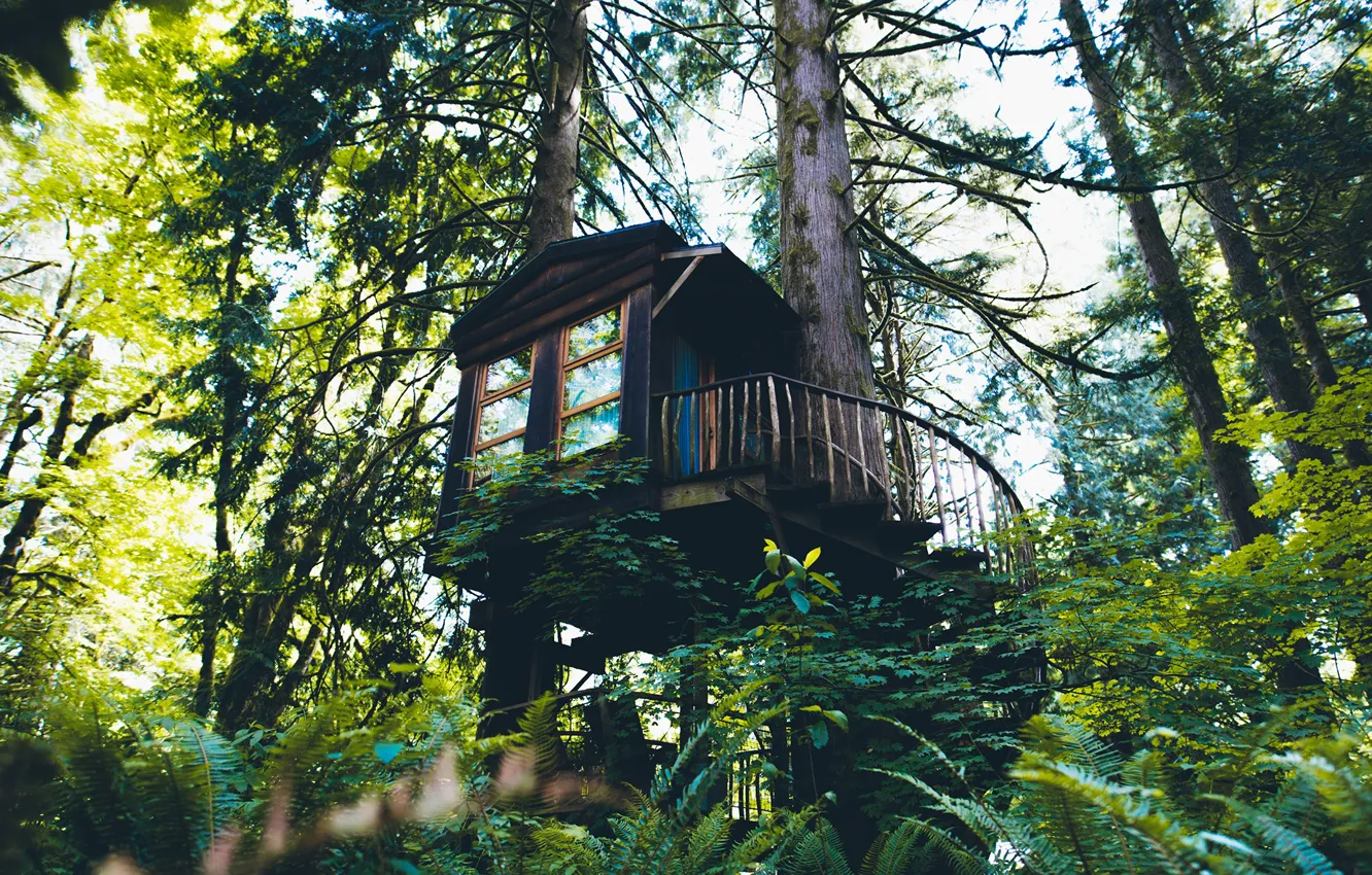 Фото обои лес, лестница, дом на дереве