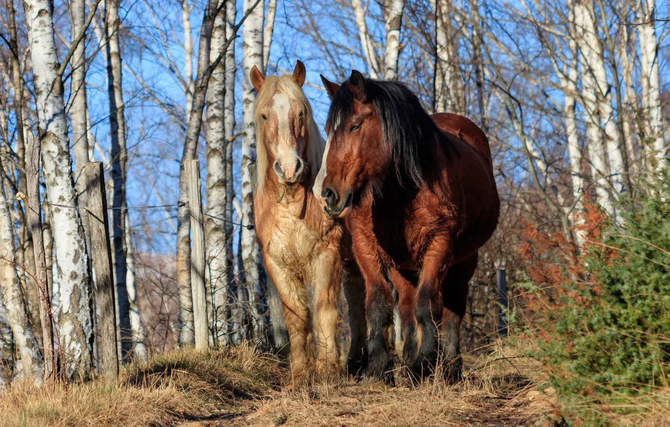 Фото обои лес, деревья, кони, лошади, пара, морды, два коня