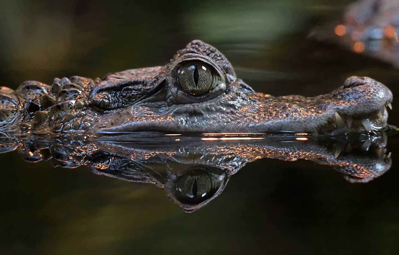 Фото обои вода, глаз, крокодил, выглядывает