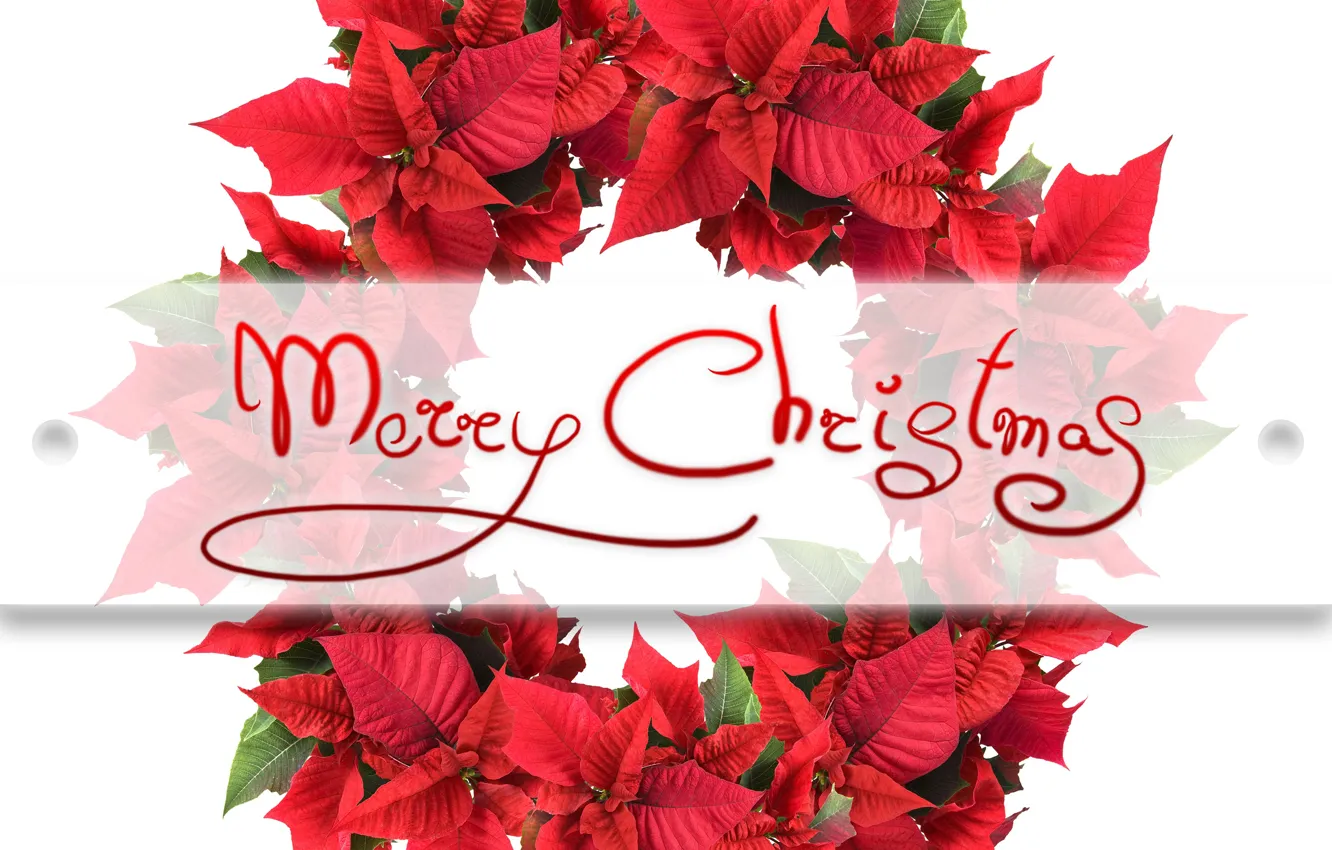 Фото обои листья, праздник, надпись, Рождество, красные, белый фон, Новый год, венок