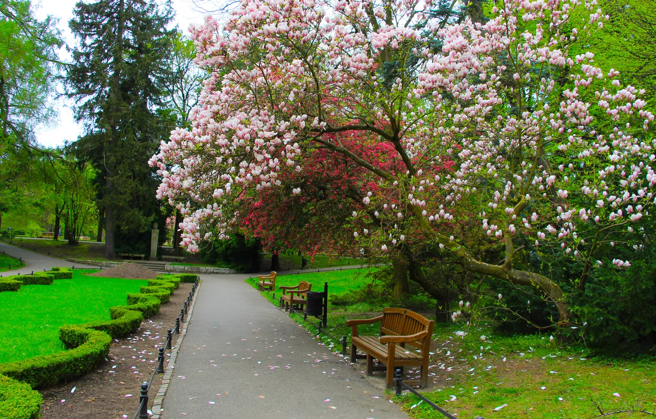Фото обои park, tree, spring, alley, magnolia, twigs, blooming