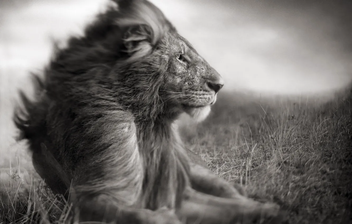 Фото обои природа, фото, хищник, лев, царь зверей, саванна