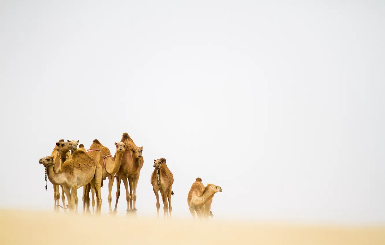 Фото обои пустыня, верблюды, песчаная буря