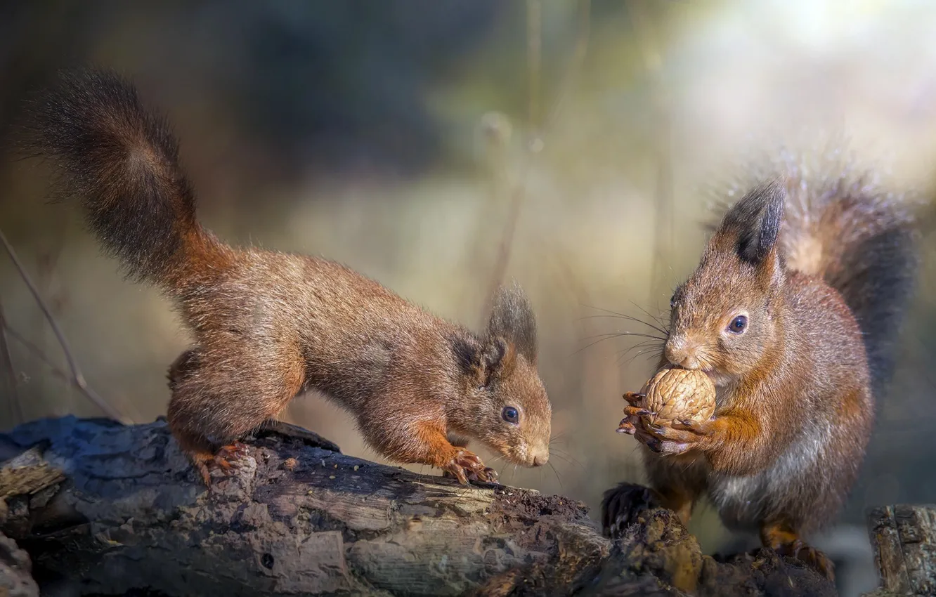 Фото обои животные, природа, орех, деревяшки, белки, грызуны, Roberto Aldrovandi