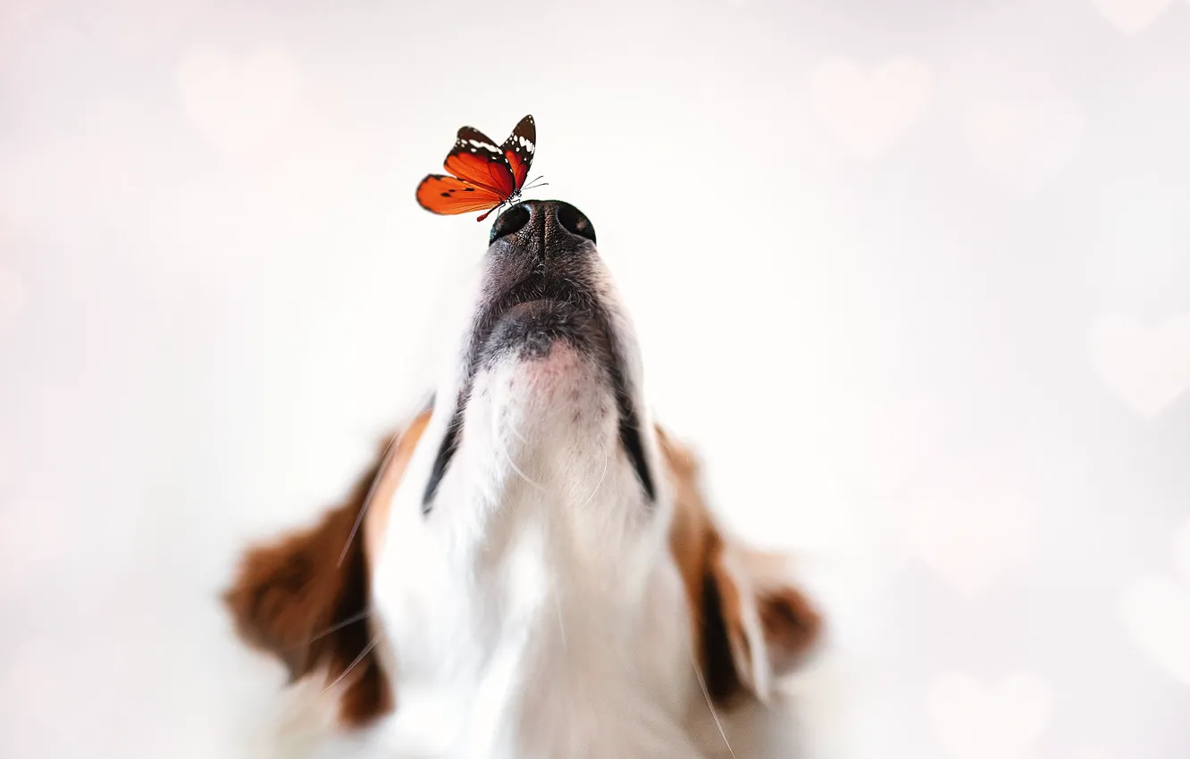 Фото обои фон, бабочка, собака