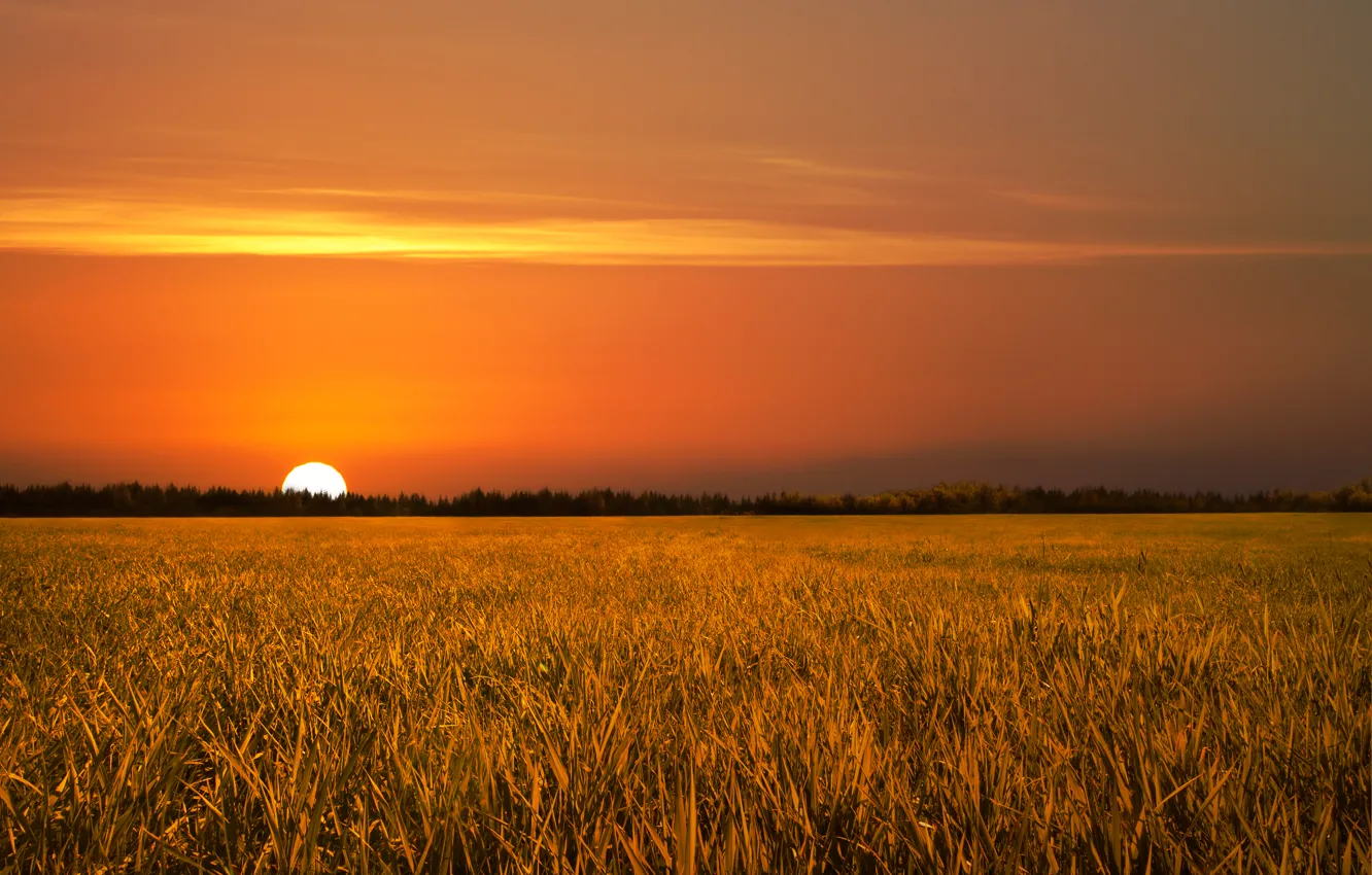 Фото обои поле, закат, природа, golden, field, nature, Sunset