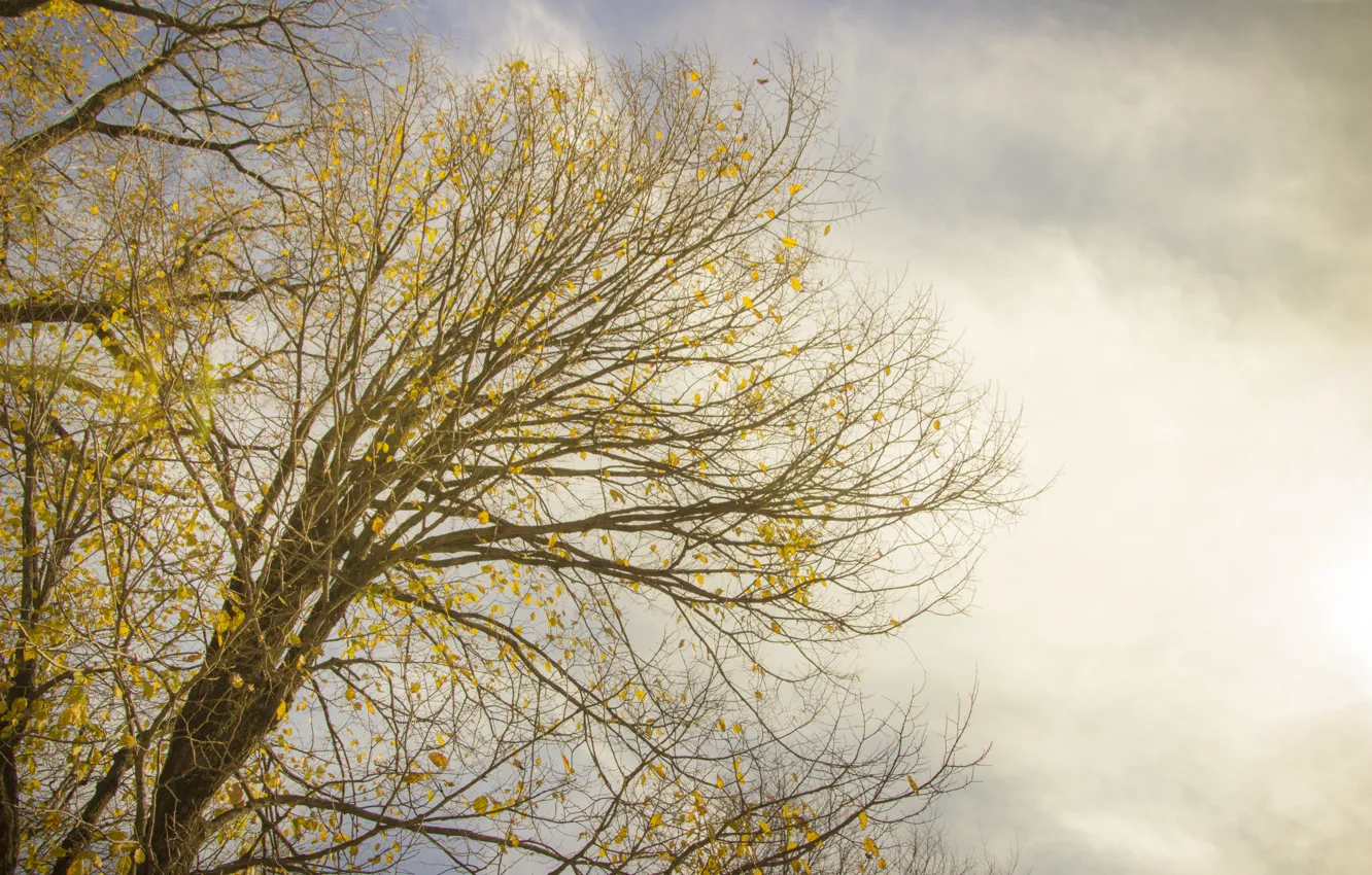 Фото обои sky, tree, branches, branch, gray, no color, colorless, pal
