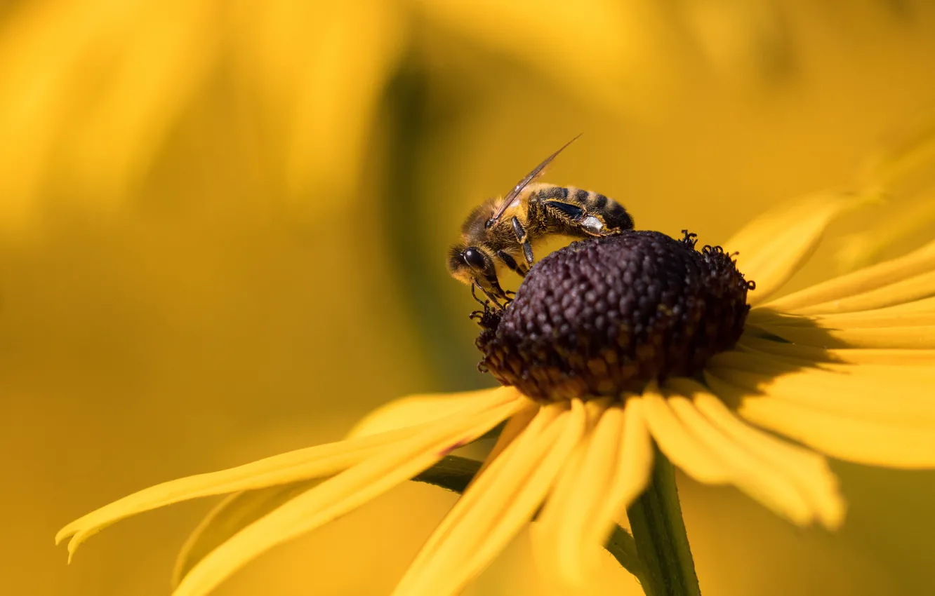 Фото обои цветок, макро, желтый, пчела, фон, лепестки, насекомое, пчёлка