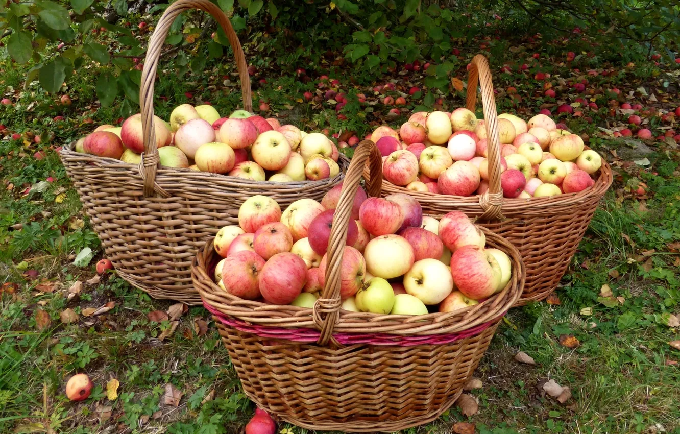 Фото обои яблоки, сад, корзины