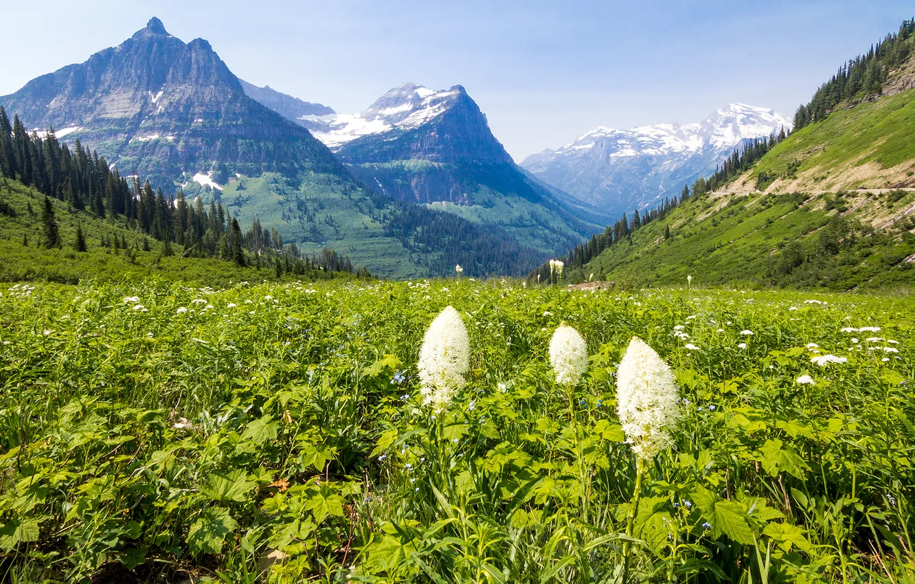 Фото обои grass, mountain, spring