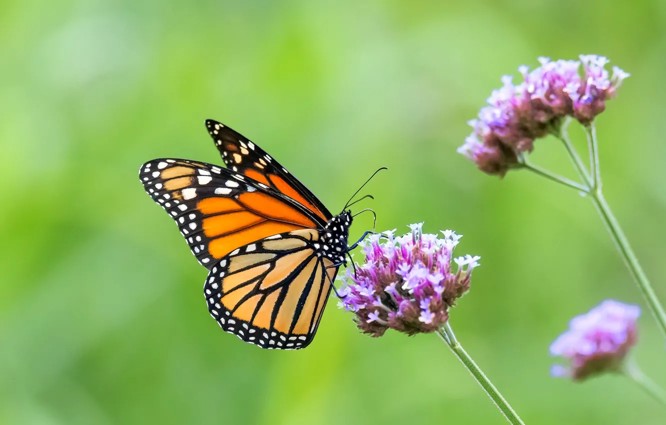 Фото обои бабочка, цветки, butterfly