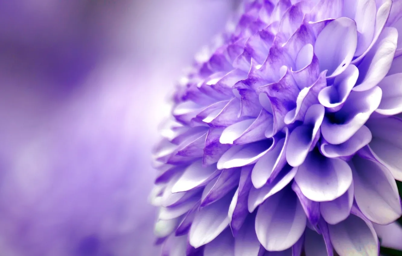 Фото обои цветок, фиолетовый, макро, хризантема