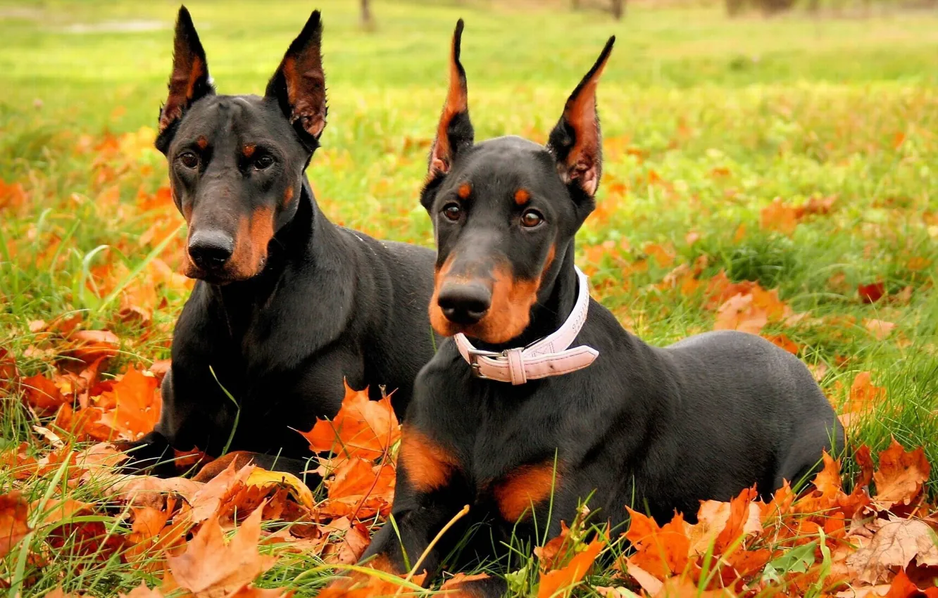 Фото обои осень, собаки, порода, доберман, два добермана