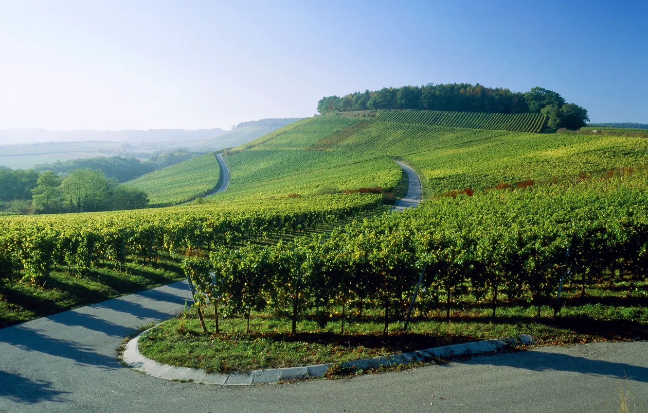 Фото обои дорога, германия, виноградники