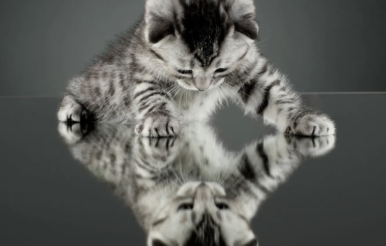 Фото обои кошка, кот, отражение, котенок, фон, обои, зеркало, wallpaper