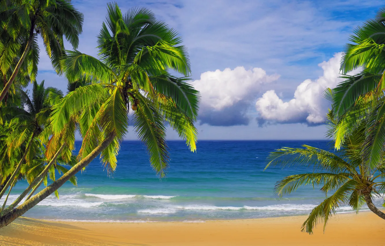 Фото обои песок, пляж, небо, пальмы, океан