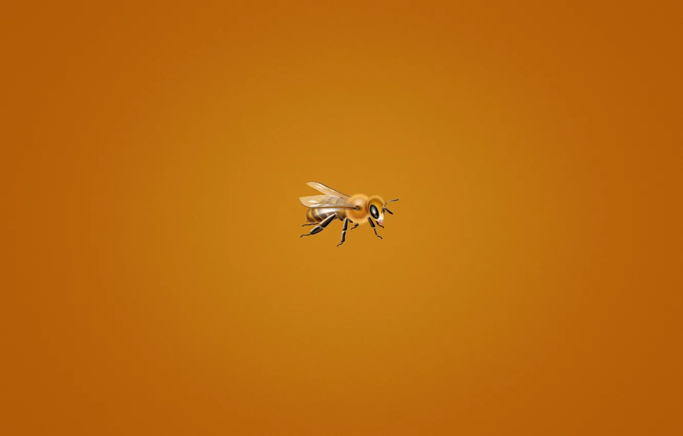 Фото обои пчела, минимализм, оранжевый фон, мелкая, bee, пчелка