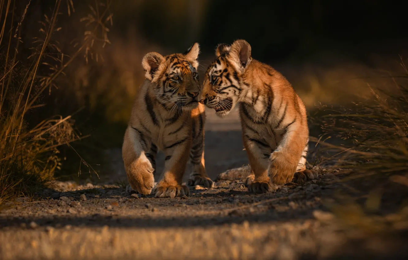 Фото обои животные, природа, хищники, дорожка, парочка, тигрята, детёныши