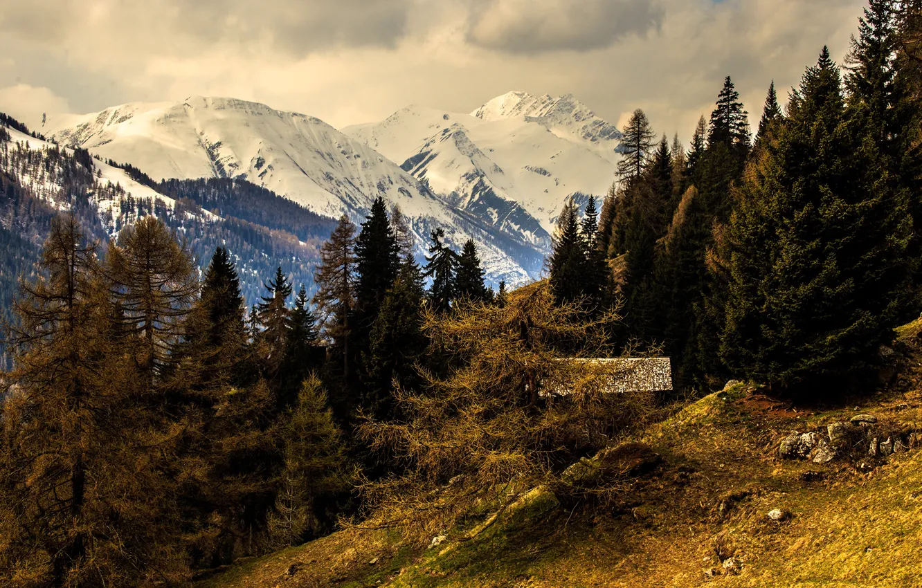 Фото обои лес, снег, деревья, горы, Швейцария, склон, Альпы