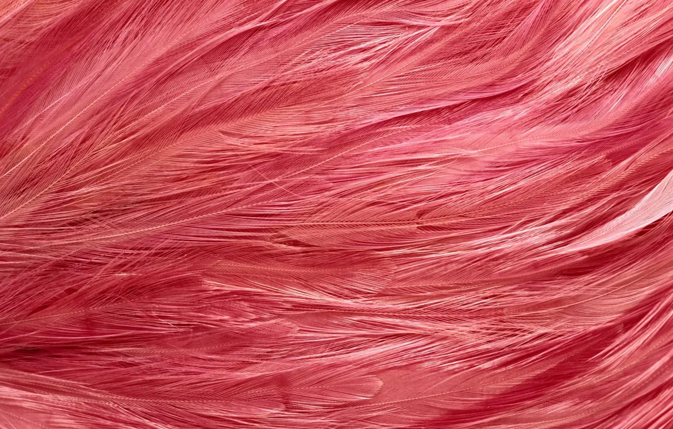 Фото обои перья, текстуры, texture, фон на рабочий, розовый фламинго