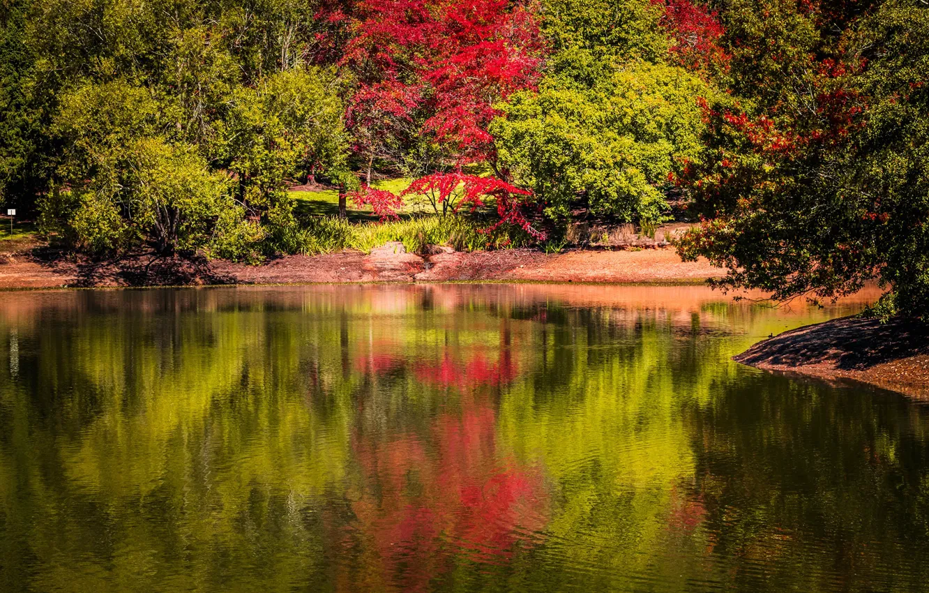 Фото обои солнце, деревья, пруд, парк, Англия, Mount Lofty Botanic Garden